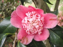 桃色卜伴（ももいろぼくはん）の花の写真