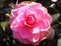 八重姫（やえひめ）の花の写真