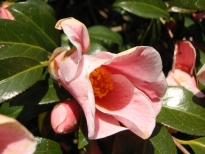 百合絞（ゆりしぼり）の花の写真1