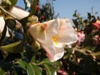 百合絞（ゆりしぼり）の花の写真2
