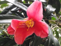 百合椿（ゆりつばき）の花の写真