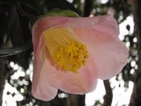 呼子鳥（よぶこどり）の花の写真