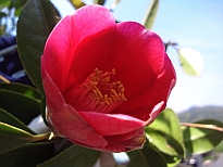 りんご椿（りんごつばき）の花の写真