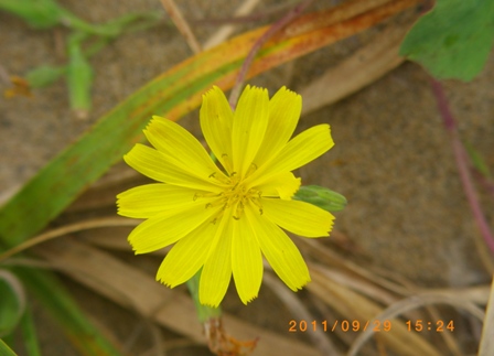 ハマニガナの花