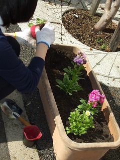 寄せ植え