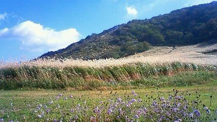 すすきと花