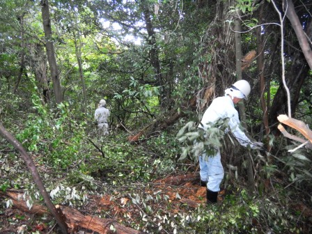 向山6号墳での除草作業の様子の写真