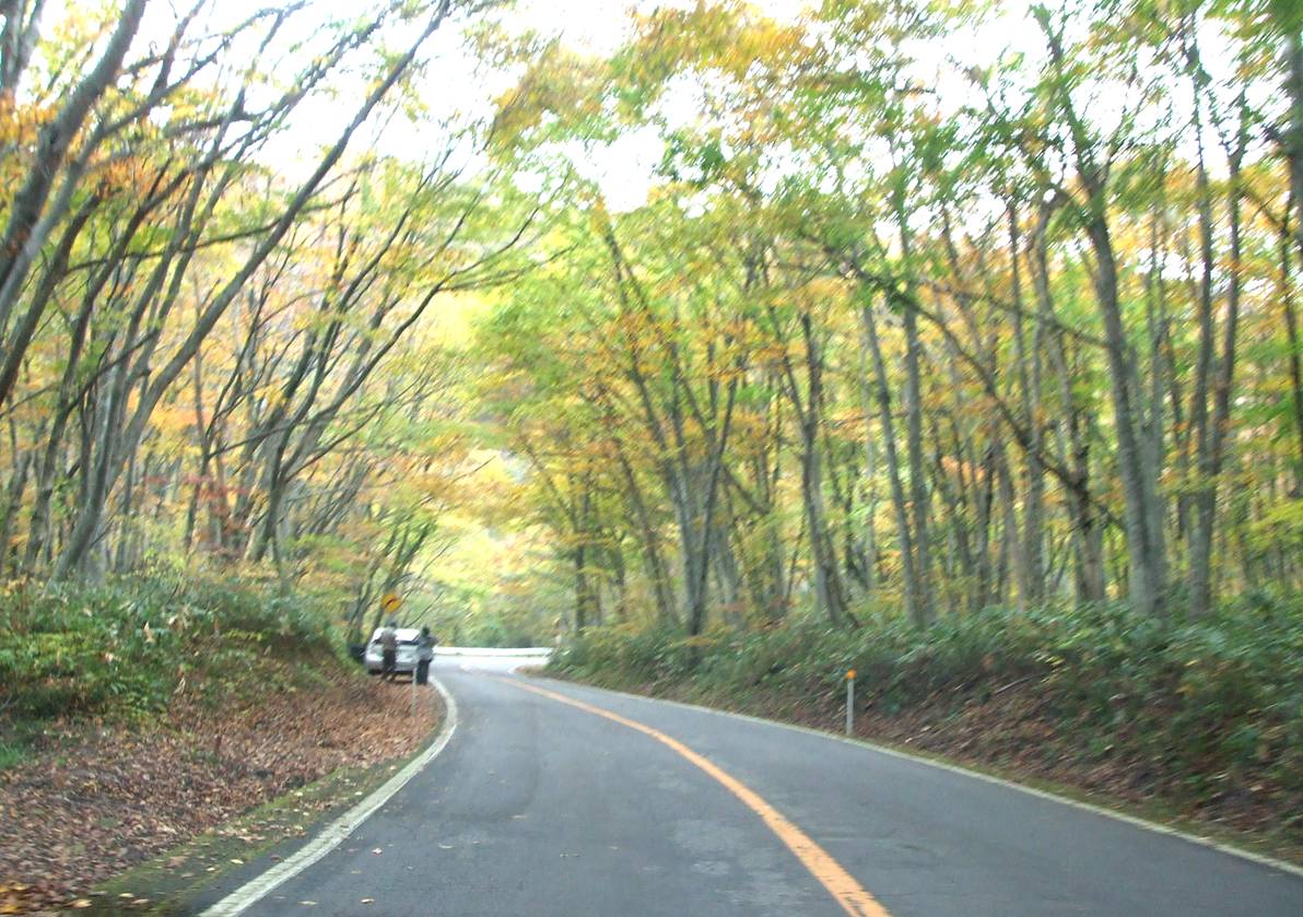 道沿いの紅葉