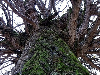 大銀杏の幹