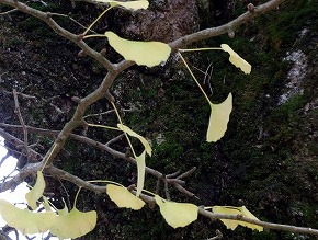 イチョウの冬芽