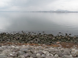 中海干拓地湖岸。水位が低く、夏に比べ８ｍ先まで潮が引いている。