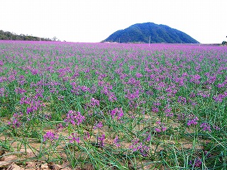 らっきょうの花