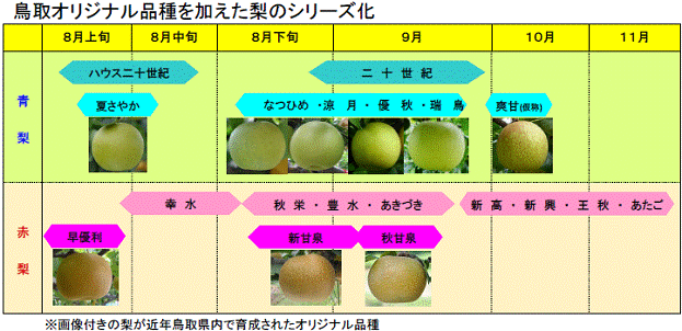 鳥取県産 二十世紀梨