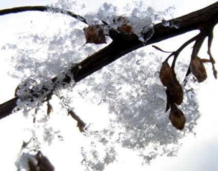 雪の結晶