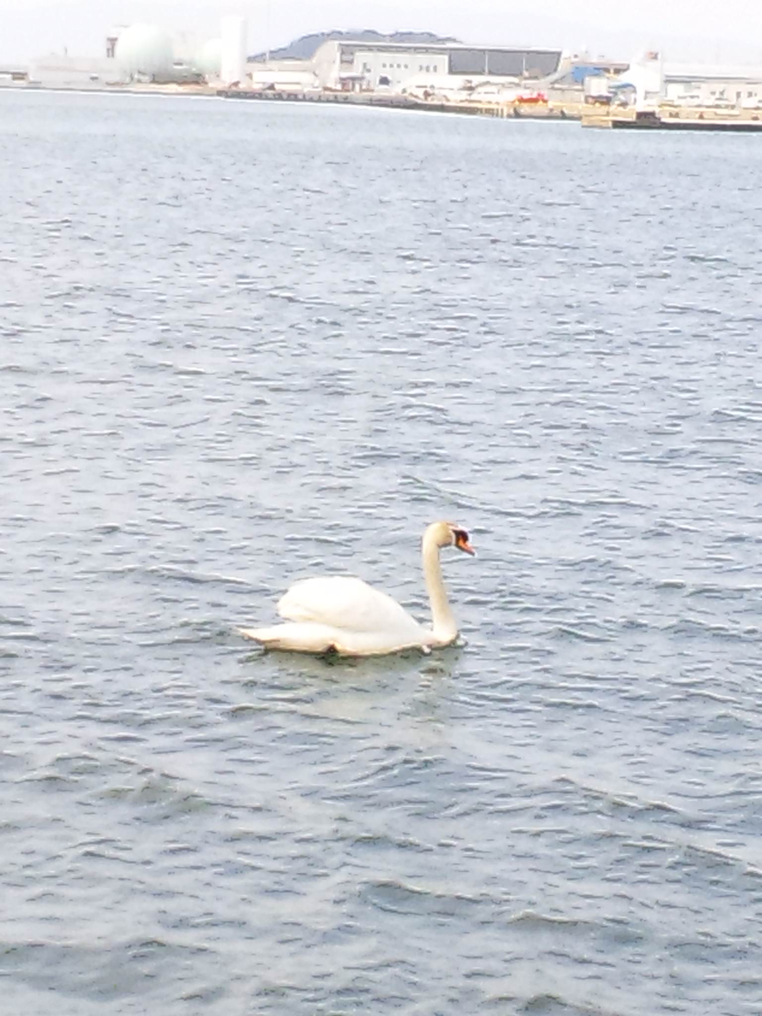 湊山公園、コブハクチョウ