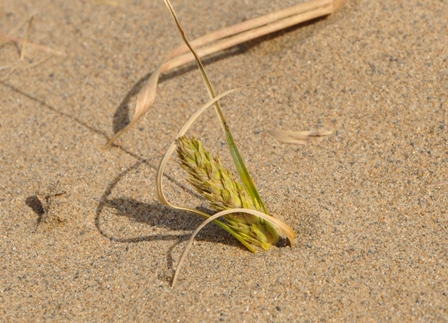 コウボウムギの新芽