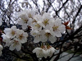 満開の桜