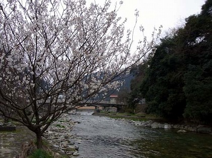 川のほとりの桜の木