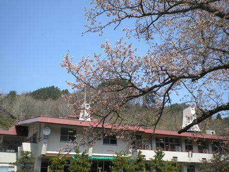 もうすぐ満開！