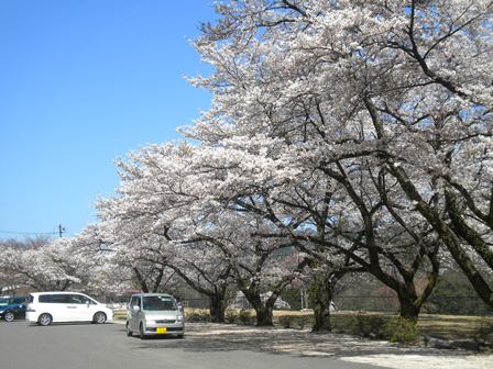 お花見客も訪れ始めました！