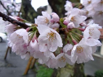 雨に濡れる桜