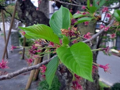 葉桜