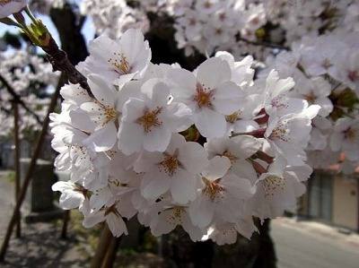 満開の桜