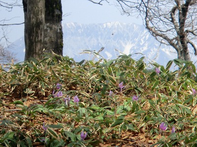 カタクリと大山