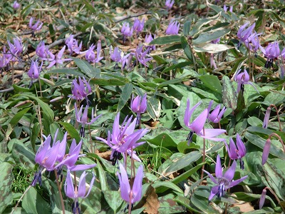 カタクリの花の群生