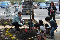 ヤマボウシの植樹