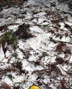 残雪