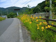 駆除作業前