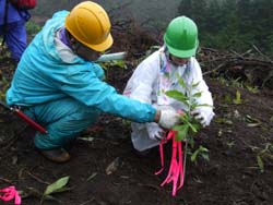 苗木の植え付け