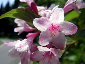 タニウツギの花