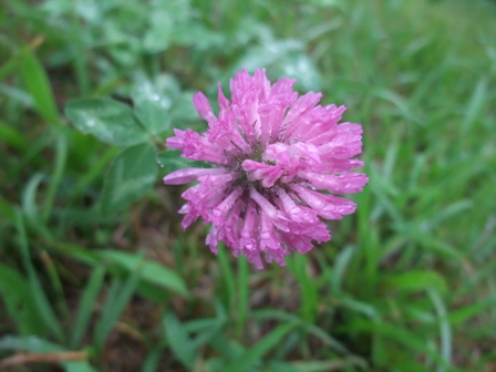 日野川の花