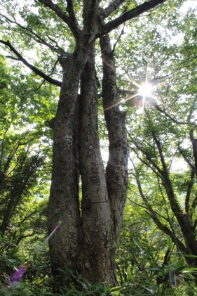 大きいケヤキの木