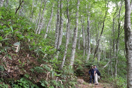 ブナ林の中の山道