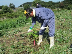 植樹