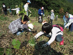 植樹