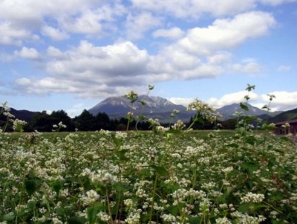 そばと大山