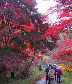 滝山公園の紅葉