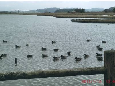 水鳥の群れ