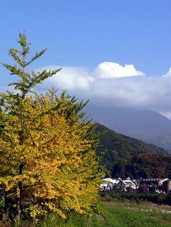 イチョウと大山