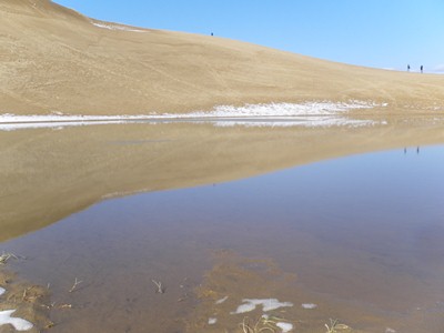オアシスの水面に映る馬の背