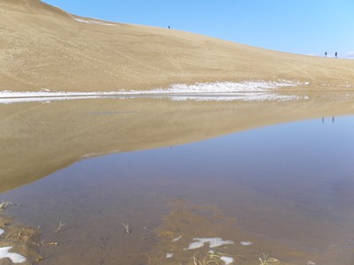 オアシスの水面に映る馬の背