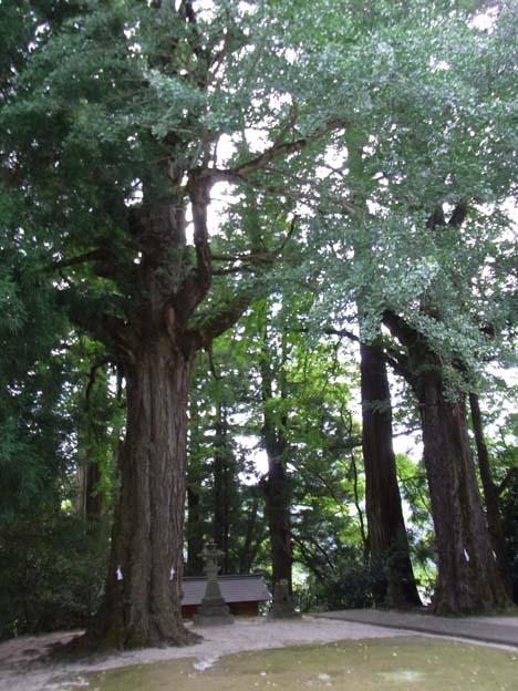 大石見神社の大きなイチョウの木