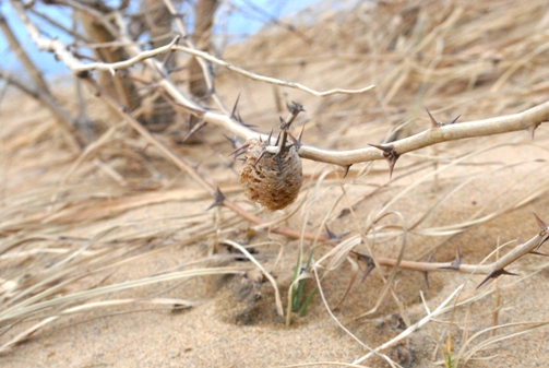 カマキリの卵２