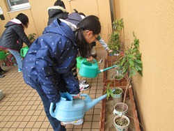 5年生が苗木に水やり中