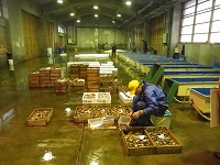 賀露、酒津、浜村、夏泊、泊の水揚げ