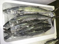 サゴシ（サワラの未成魚）